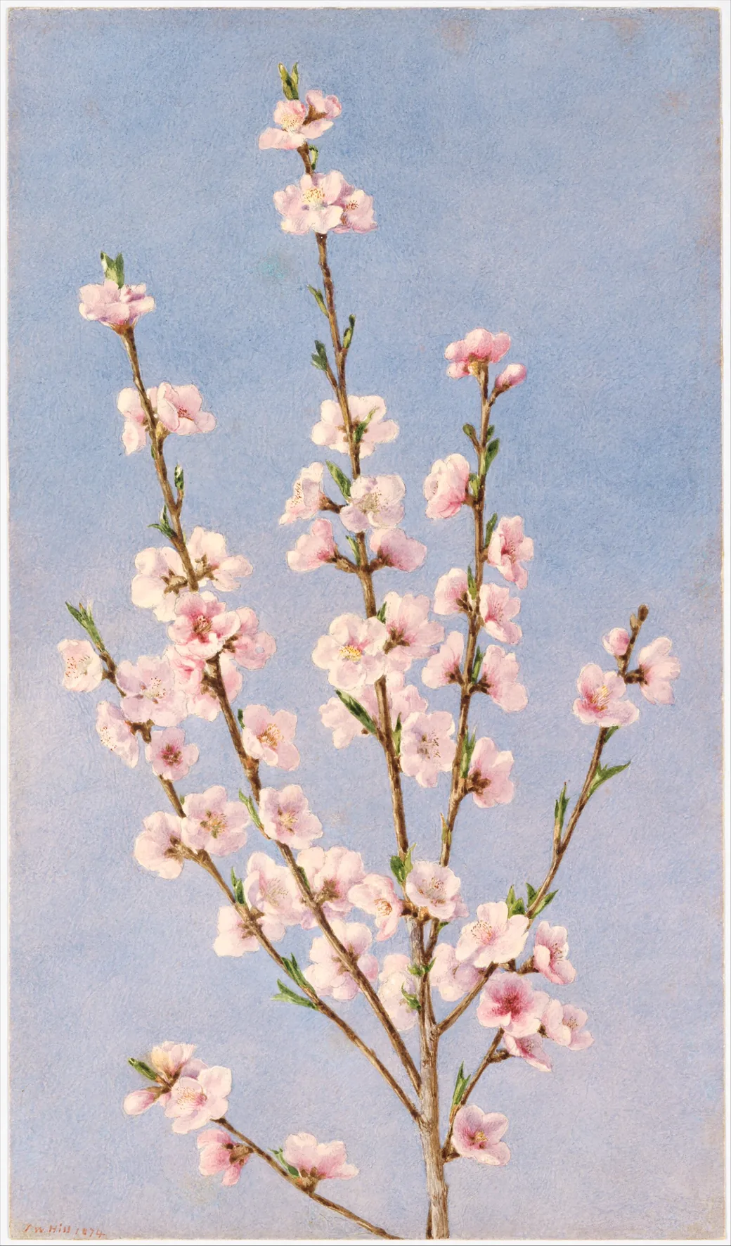 Acquerello di rami di pesco in fiore: fiori rosa e foglioline verdi su cielo azzurro
